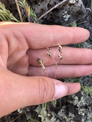 Phemeranthus confertiflorus