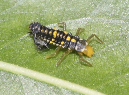 iNaturalist observation photo of Ashy Gray Lady Beetle