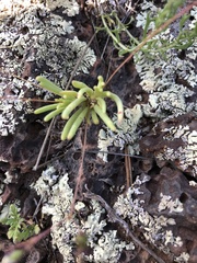 Phemeranthus confertiflorus