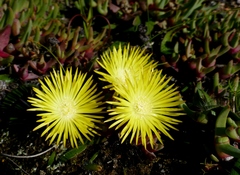 Cheiridopsis rostrata