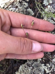 Phemeranthus confertiflorus