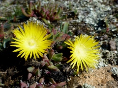 Cheiridopsis rostrata