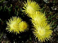 Cheiridopsis rostrata