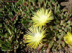 Cheiridopsis rostrata