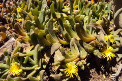 Glottiphyllum