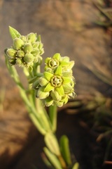 Raphionacme galpinii