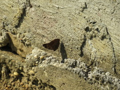 Historis acheronta