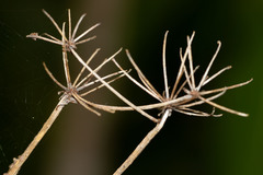 Myodocarpus