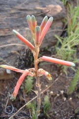Aloe kniphofioides