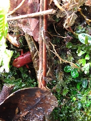 Andinobates virolinensis