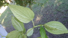 Piper capense capense