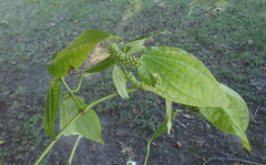 Piper capense capense