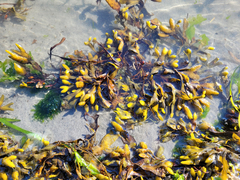 Fucus distichus distichus