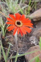 Gerbera aurantiaca