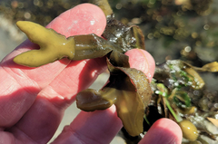 Fucus distichus distichus