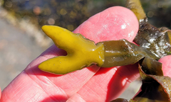 Fucus distichus distichus