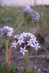 Pentanisia prunelloides prunelloides