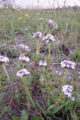 Pentanisia prunelloides prunelloides