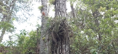 Tillandsia rotundata