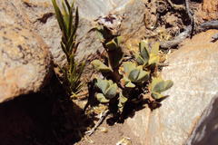 Braunsia