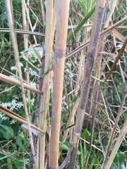Arundo donax