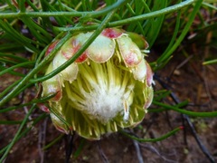 Protea montana