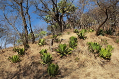 Agave cupreata