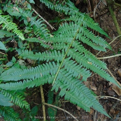 Dryopteris pseudofilix-mas