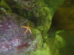 Henricia leviuscula