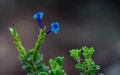 Stachytarpheta chascanoides