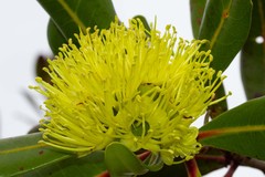 Xanthostemon multiflorus