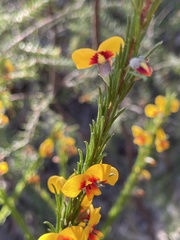 Dillwynia elegans