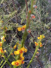 Dillwynia elegans
