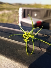 Sartwellia flaveriae