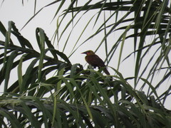 Psarocolius bifasciatus