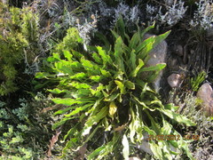 Protea scolopendriifolia