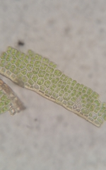 Polytrichastrum ohioense