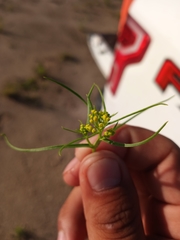 Sartwellia flaveriae