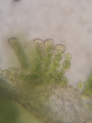 Polytrichastrum ohioense