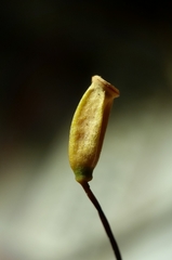 Polytrichastrum ohioense