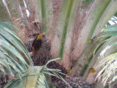 Psarocolius bifasciatus