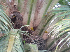 Psarocolius bifasciatus