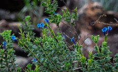 Stachytarpheta chascanoides