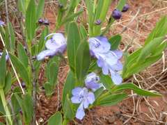 Rotheca hirsuta