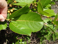 Searsia laevigata laevigata