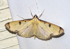Uncobotyodes patulalis