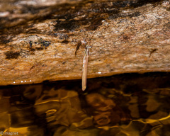 Chlorolestes conspicuus