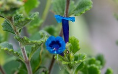 Stachytarpheta chascanoides