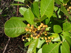 Searsia laevigata laevigata