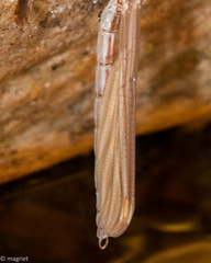 Chlorolestes conspicuus